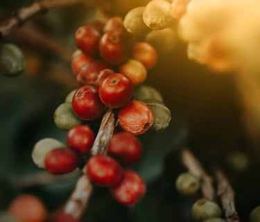 coffee beans fresh