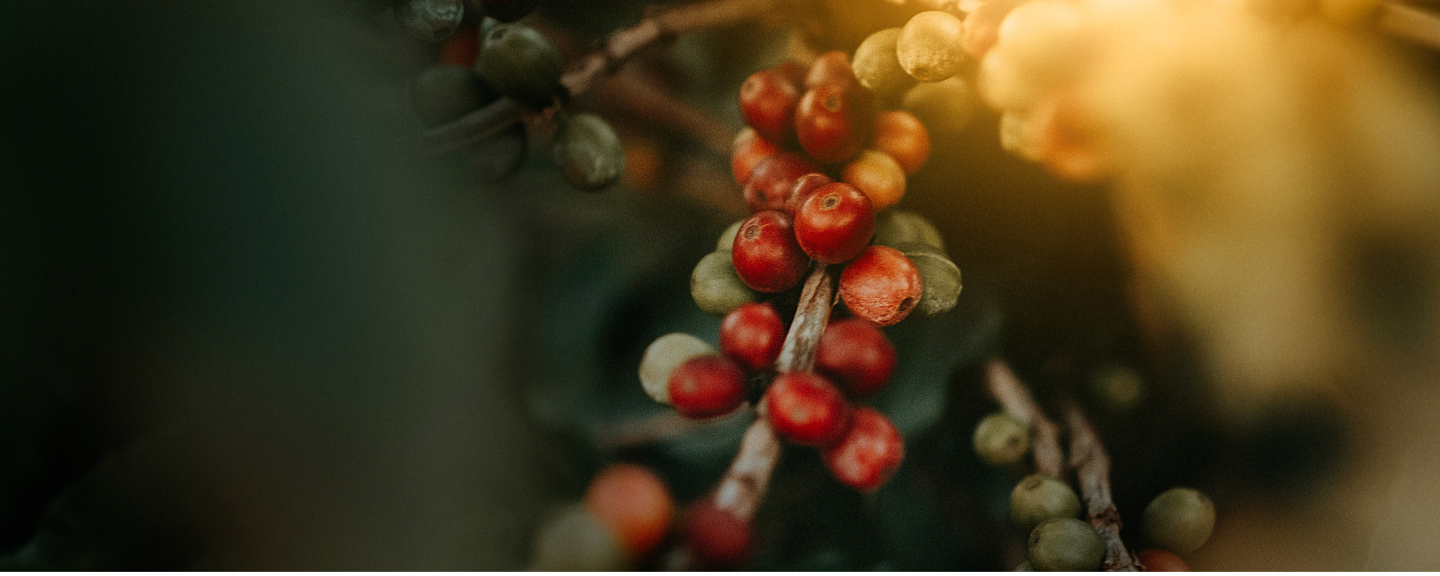 janko ferlic coffee mastery